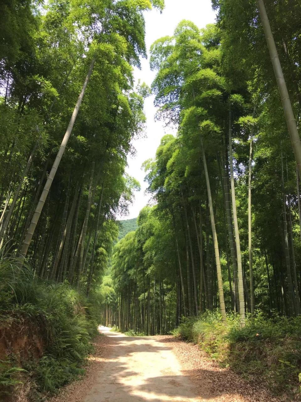 Moganshan Bamboo View Guesthouse Deqing Eksteriør billede