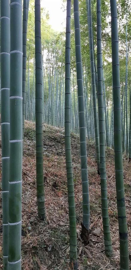Moganshan Bamboo View Guesthouse Deqing Eksteriør billede